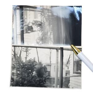 Vtg Squirrel Outside The Window Original Monochrome Photography Found Lot of 2